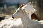 goats
