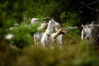 goats