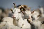 goats
