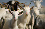 goats