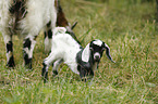 goats