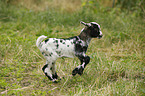little goat