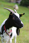 goat
