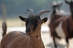 goat portrait