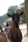 goat portrait