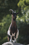 Goat stands on stone