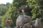 Goat stands on stone
