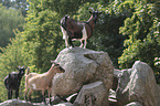 Goat stands on stone