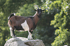 Goat stands on stone