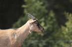 goat portrait