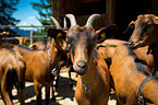 goats