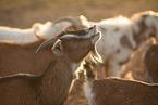 goats