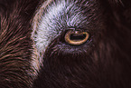 goat eye
