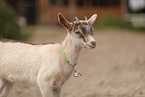 goat