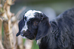 little goat