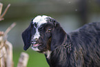 little goat