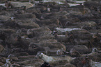 herd