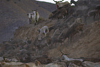 herd