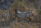herd of goats