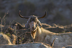herd of goats