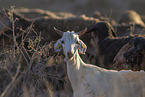 herd of goats