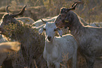herd of goats