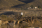 herd