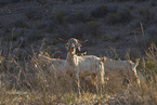herd of goats