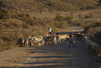herd