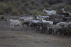 herd