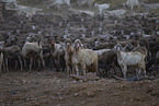herd