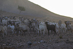 herd of goats