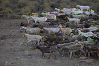 herd