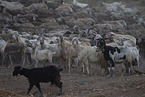 herd