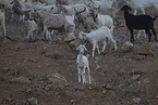 herd