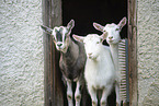 goats