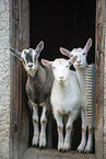 goats