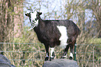 goat