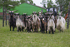 goats