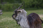 goat