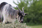goat