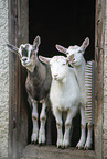 goats