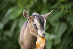 young goat