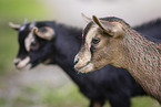 young goats
