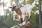 goat