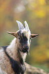 goat