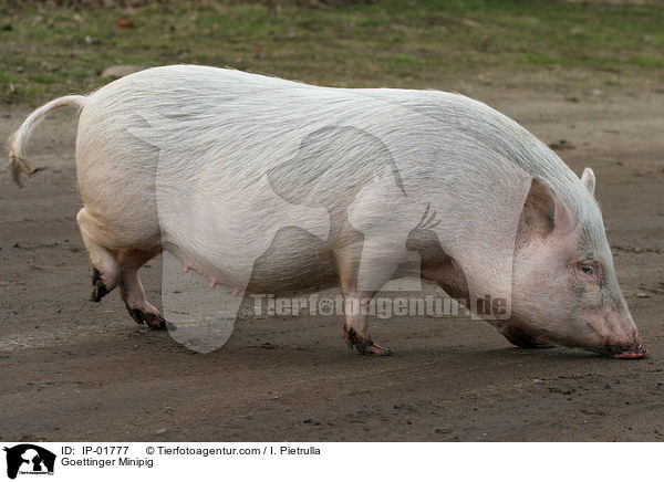 Goettinger Minipig / IP-01777