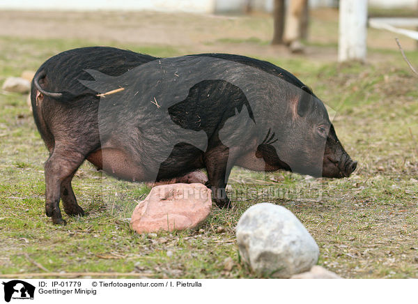 Gttinger Minischwein / Goettinger Minipig / IP-01779