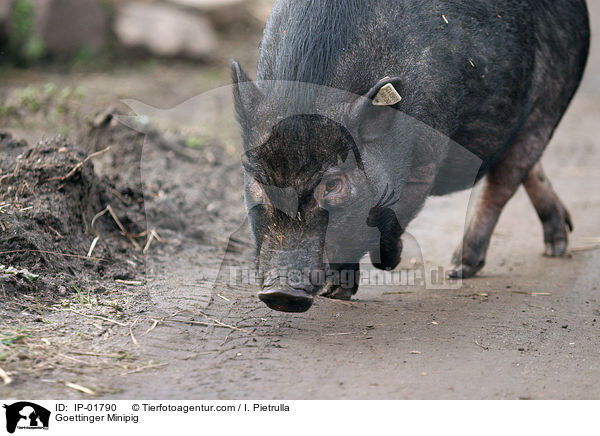 Gttinger Minischwein / Goettinger Minipig / IP-01790