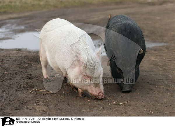 Goettinger Minipig / IP-01795